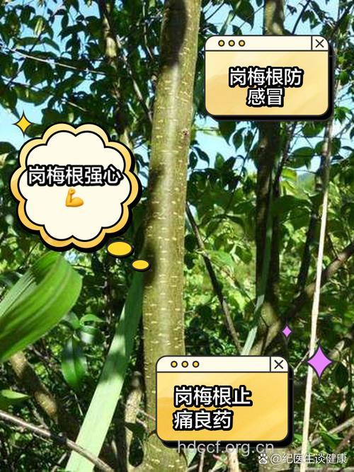 岗梅根的功效与作用