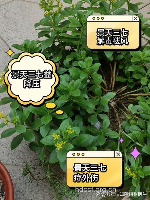 多花景天三七的功效与作用