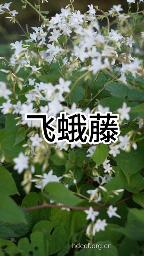 飞蛾藤的功效与作用