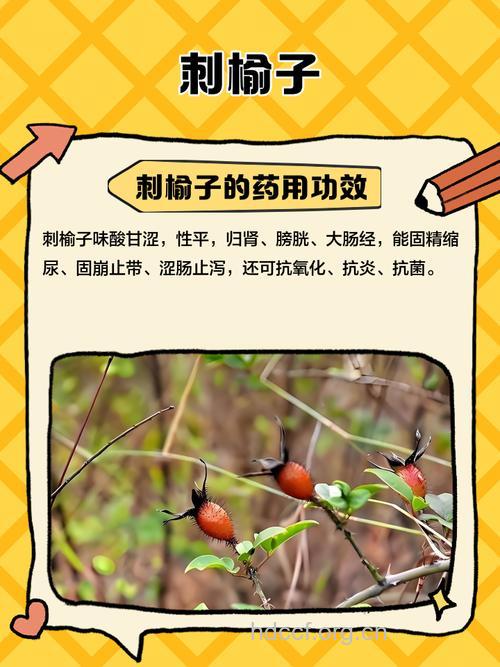 刺榆的功效与作用