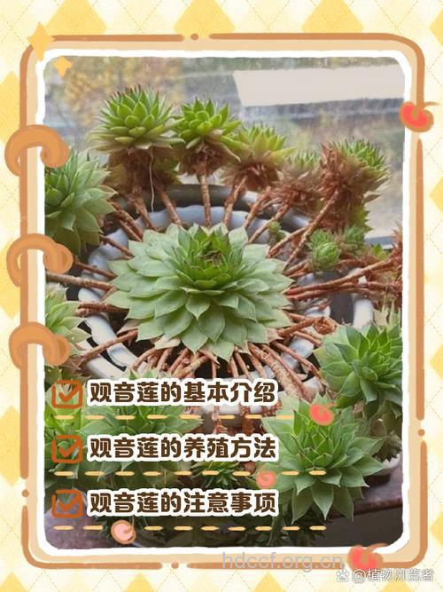 观音莲的功效与作用