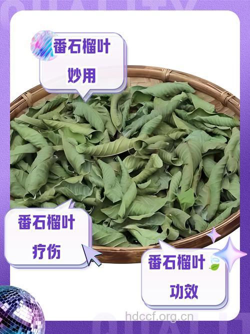 番石榴叶的功效与作用