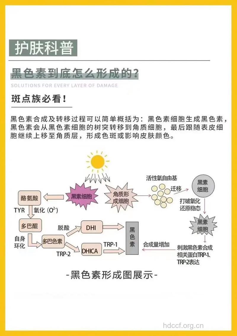 什么因素影响黑色素合成