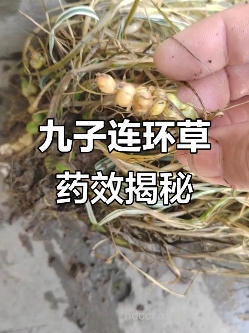 环草的功效与作用