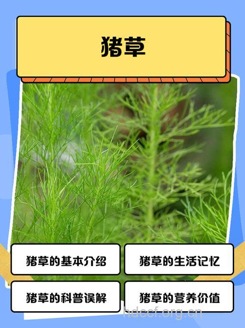 肥肉草的功效与作用
