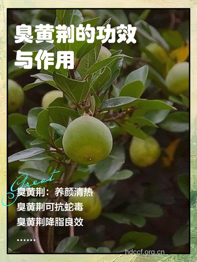 大臭黄荆的功效与作用