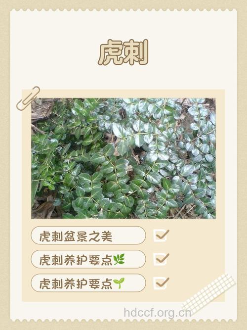 虎刺的功效与作用