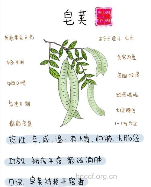 大皂角的功效与作用