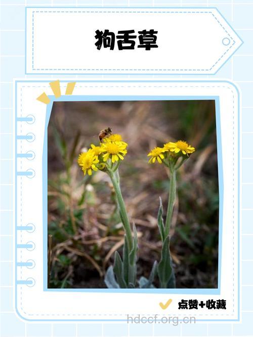 狗舌草根的功效与作用