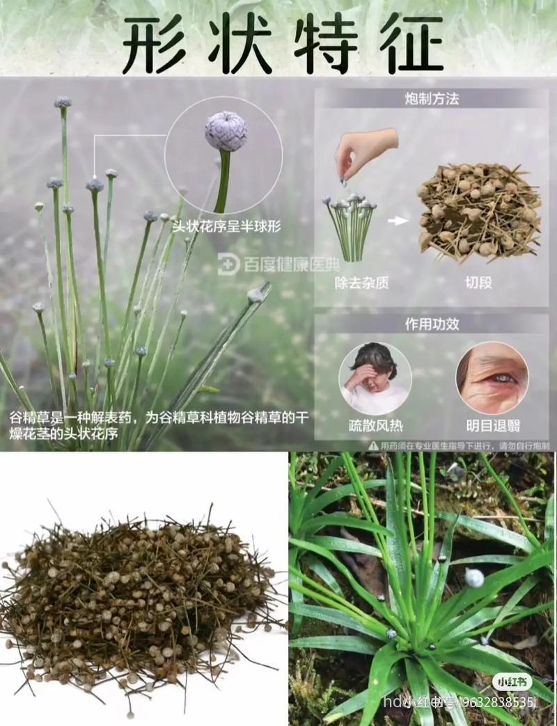 戴星草的功效与作用