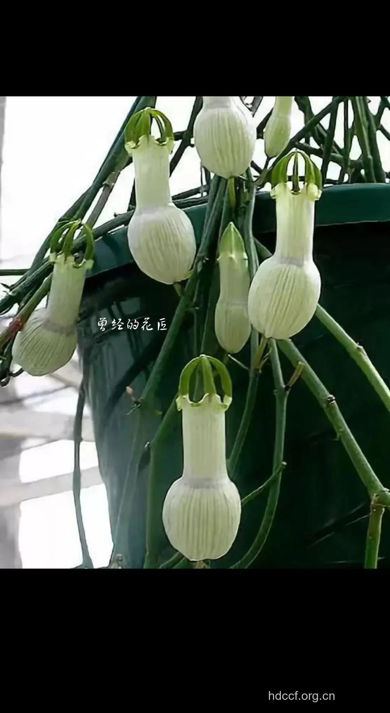 吊灯花的功效与作用