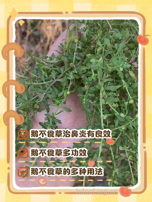 鹅不食草的功效与作用