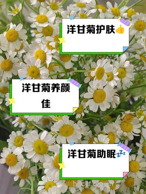 甘菊的功效与作用