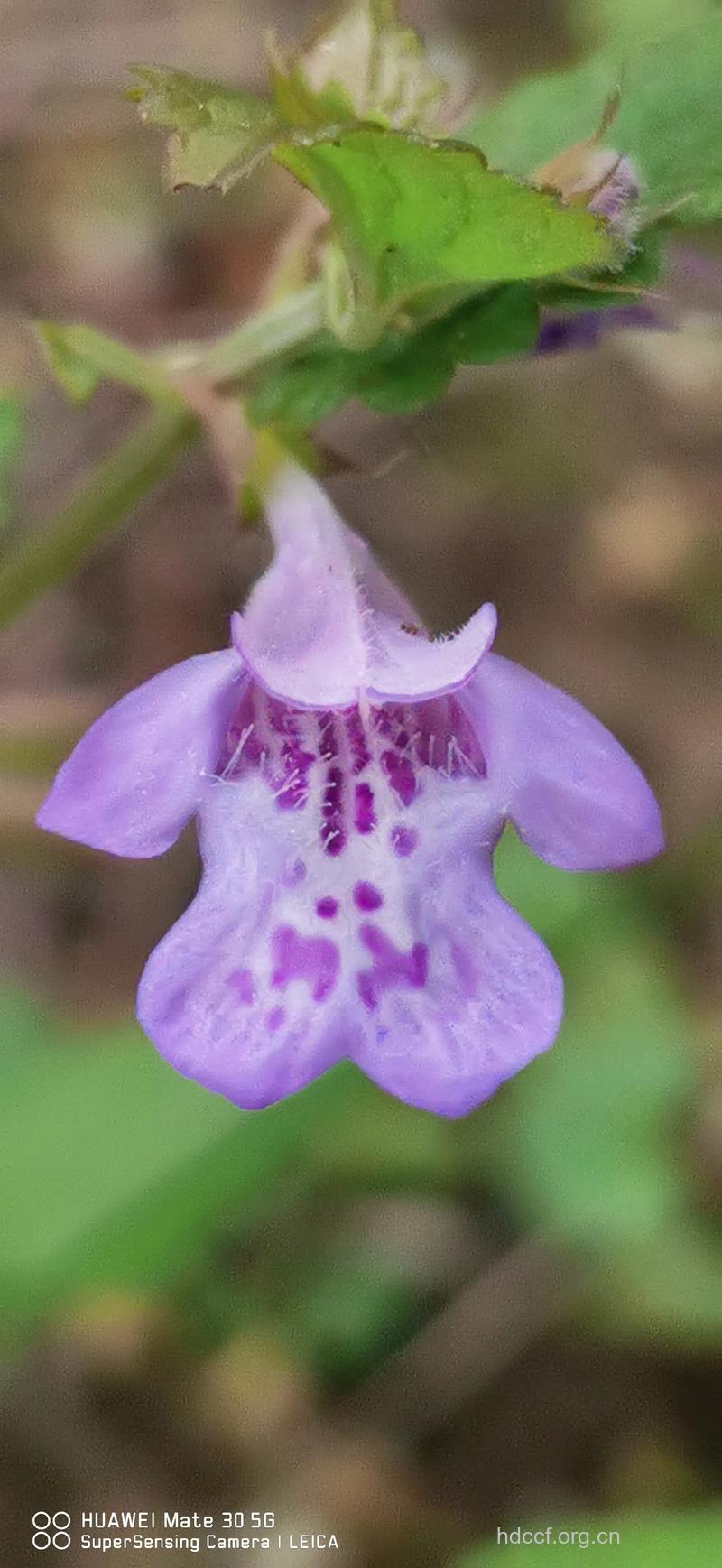 地血香的功效与作用