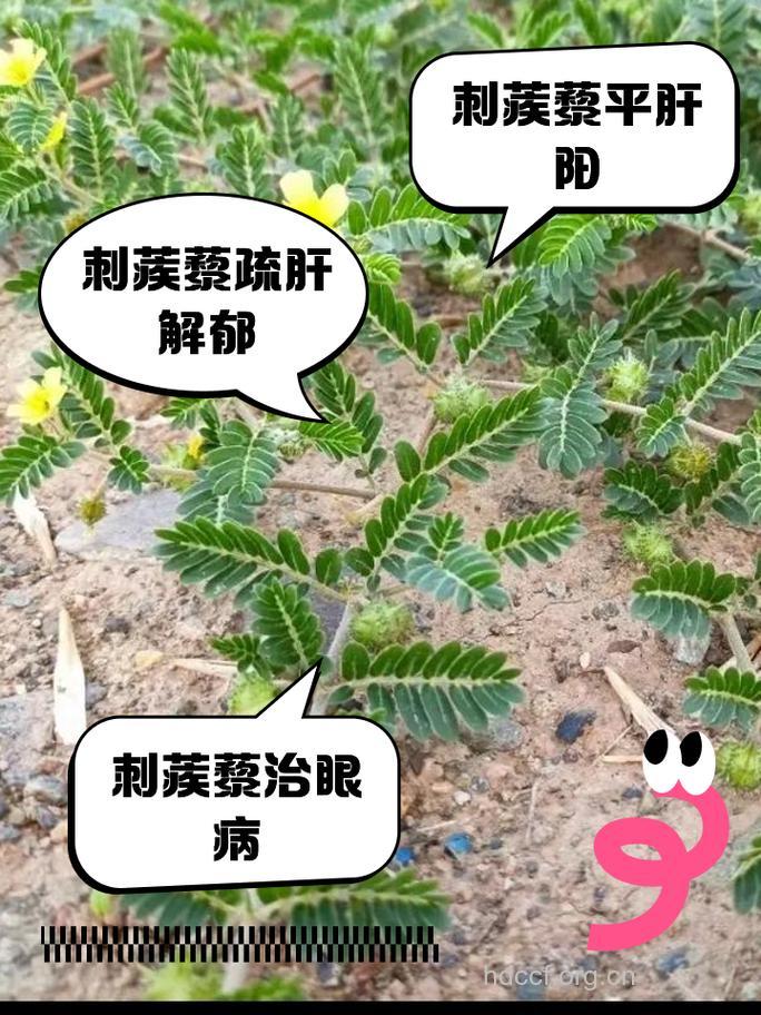 刺蒺藜的功效与作用