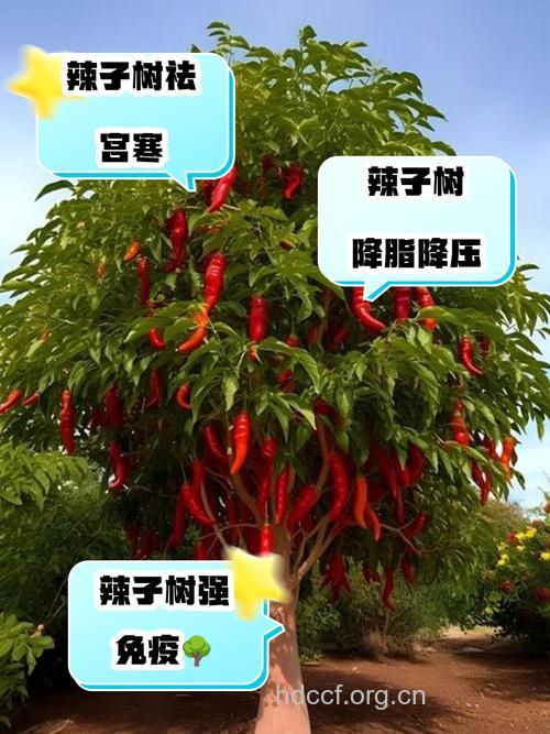 臭辣树的功效与作用