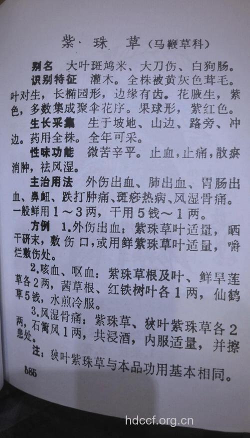 大叶紫珠的功效与作用