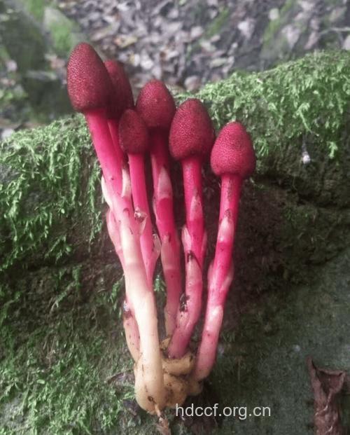 葛蕈的功效与作用