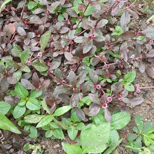 红莲子草的功效与作用