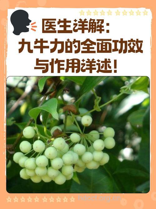 九牛力的功效与作用