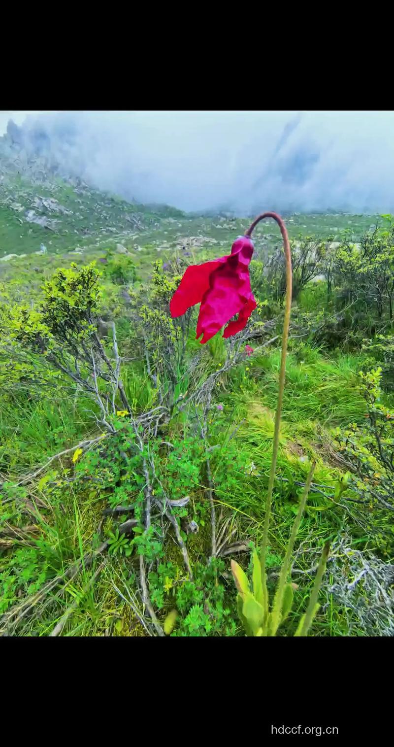 红花绿绒蒿的功效与作用