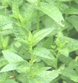 光叶水苏的功效与作用