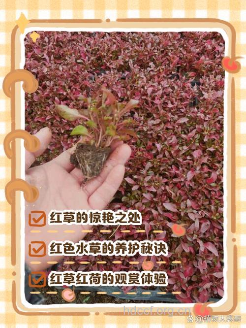 红云草的功效与作用