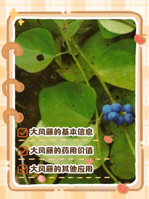 大风药的功效与作用