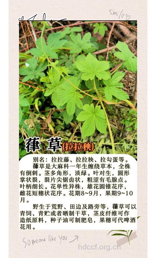 抽筋草的功效与作用
