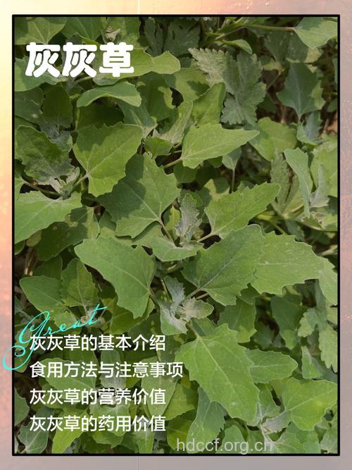 灰叶的功效与作用