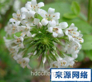 苍白过路黄的功效与作用