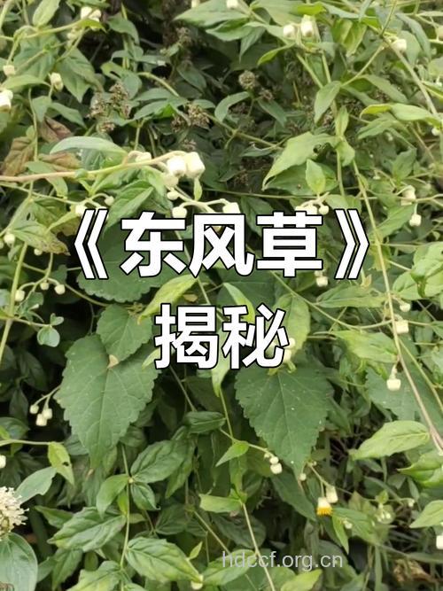 东风草的功效与作用