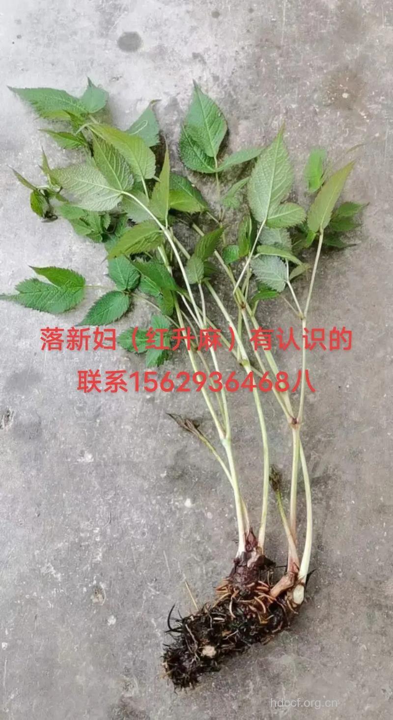 红升麻的功效与作用