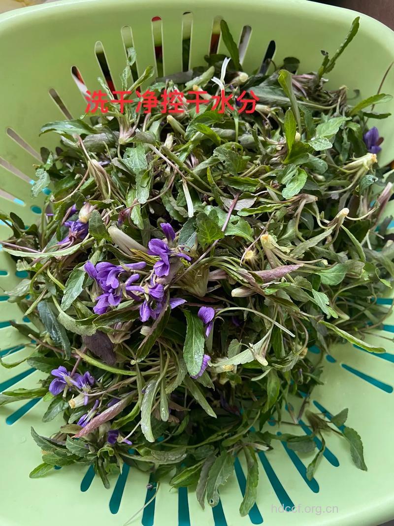 九州堇菜的功效与作用