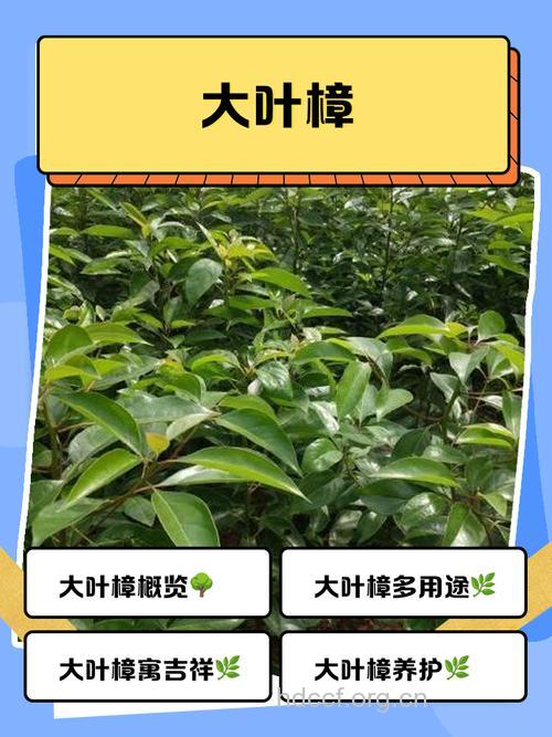 大叶樟的功效与作用