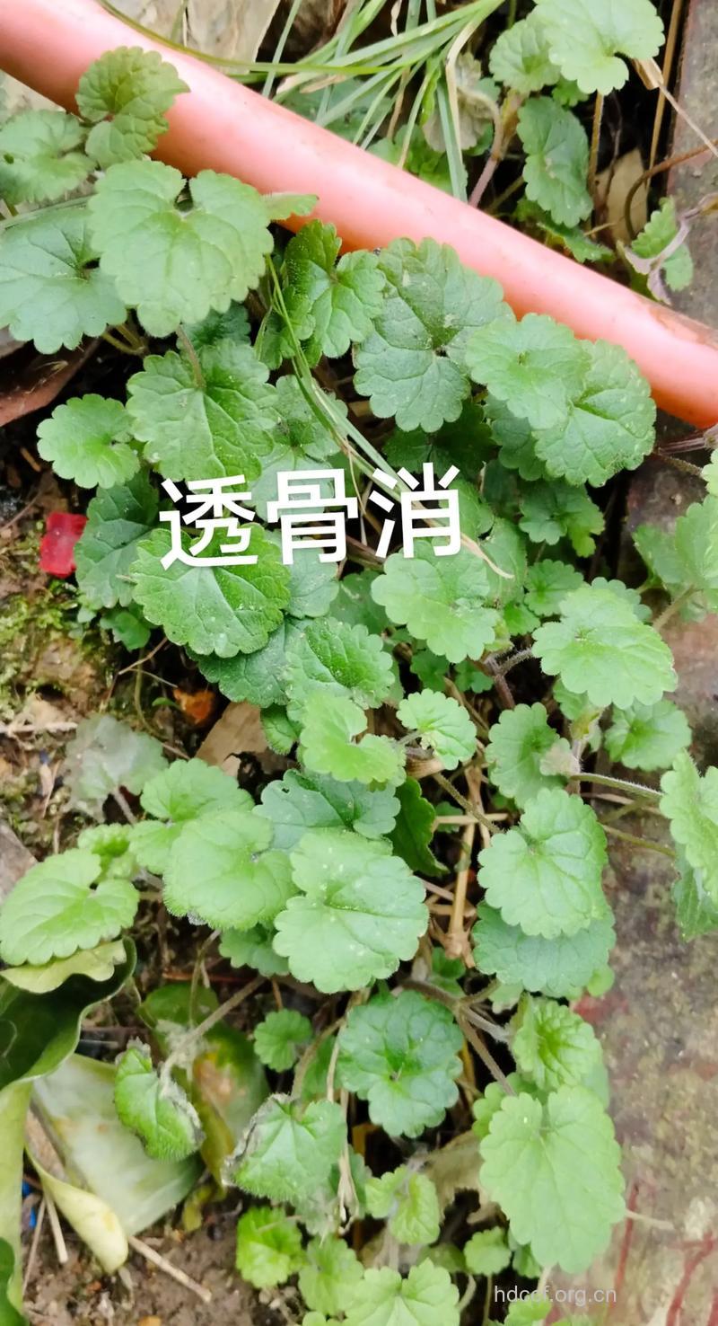 大透骨消的功效与作用