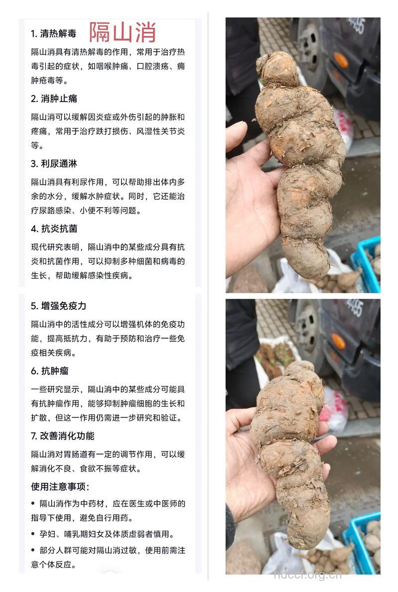 过山消的功效与作用