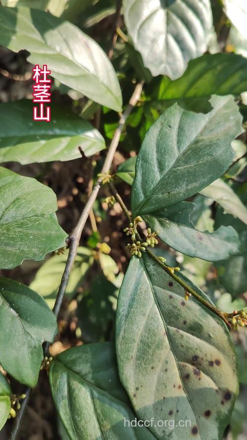 杜茎山的功效与作用