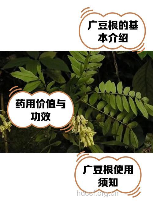 广豆根的功效与作用