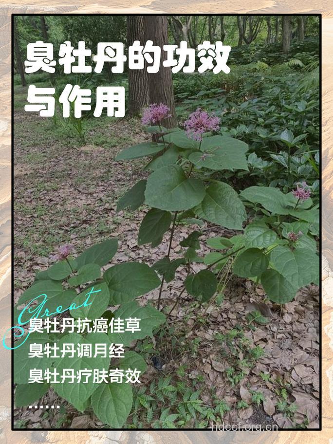 臭牡丹的功效与作用