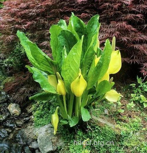 臭菘叶的功效与作用