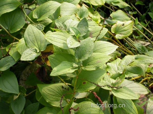 广布柳叶菜的功效与作用