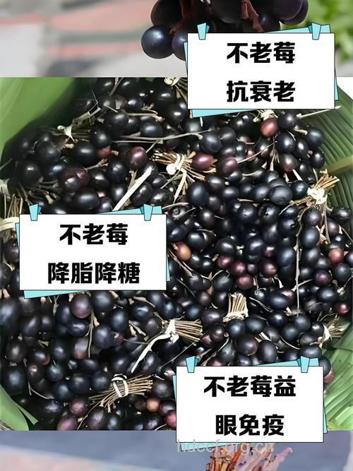 花楸的功效与作用