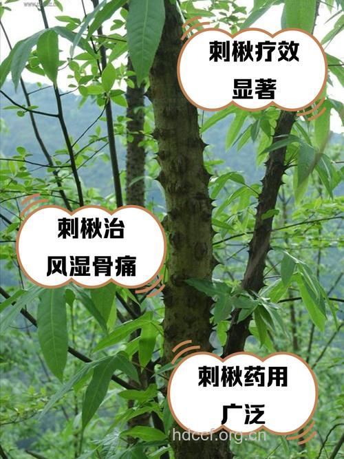 刺楸树皮的功效与作用