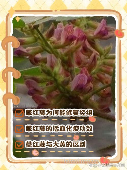草红藤的功效与作用