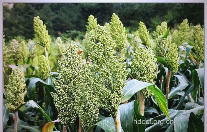 高粱火焰苞的功效与作用