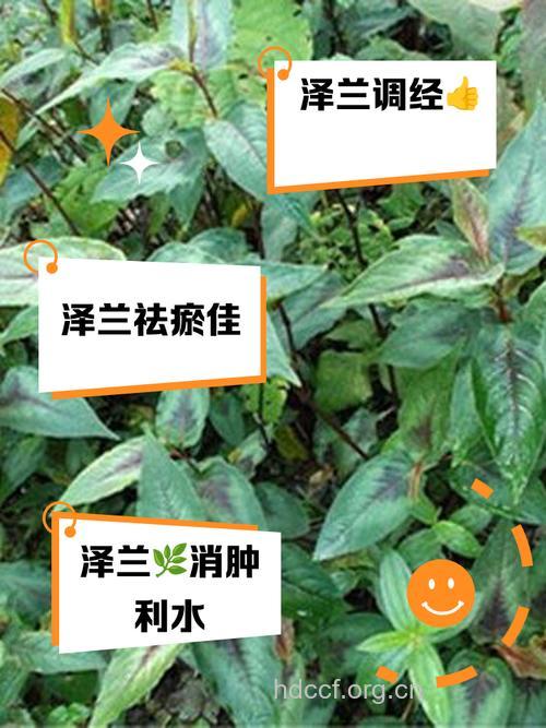 红泽兰的功效与作用