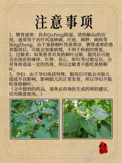 臭梧桐的功效与作用