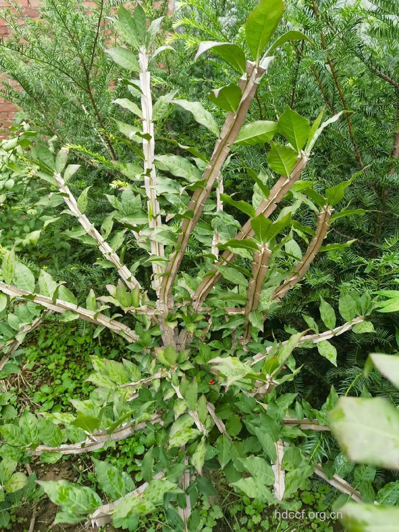 翅卫矛的功效与作用