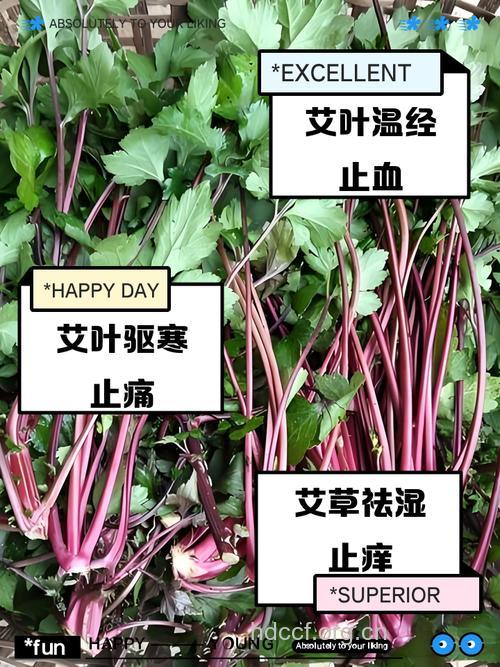 红陈艾的功效与作用